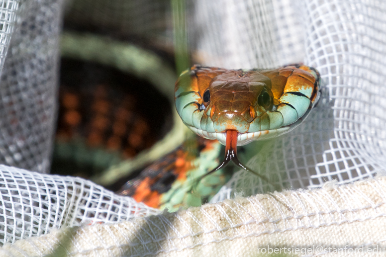 bioblitz2018